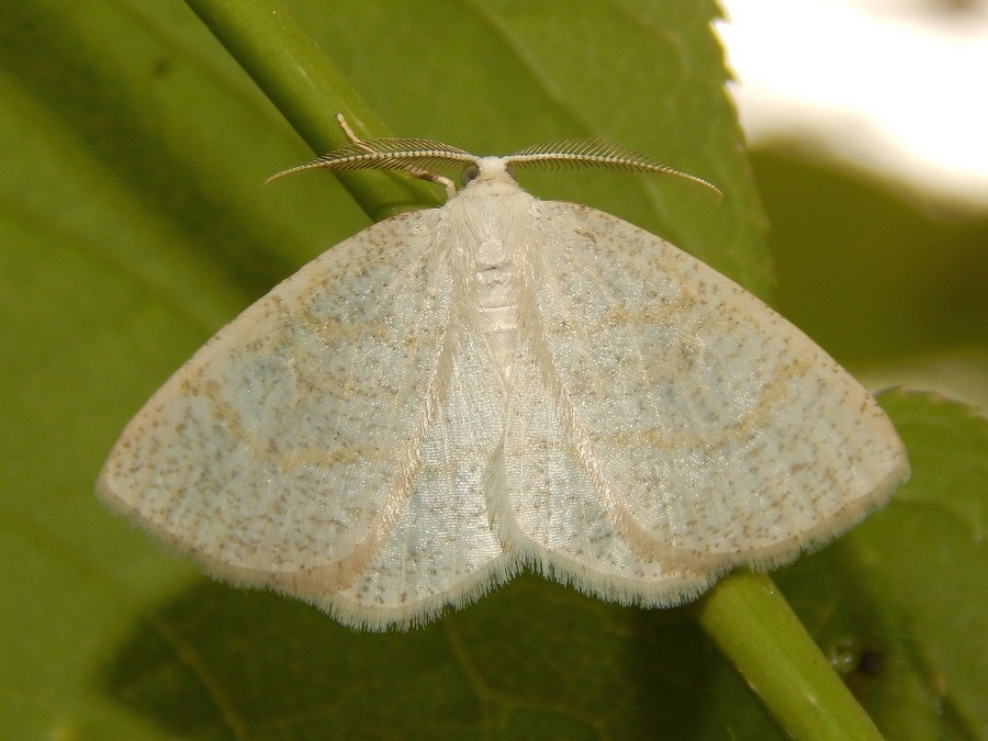 Scopula (?) da identificare